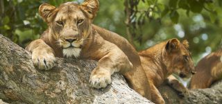 8 Days Uganda Safari