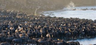 8 Days Lake Manyara, Ngorongoro Crater & Serengeti Honeymoon Safari