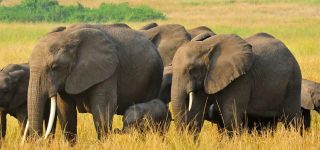 10 Days Uganda Primate Safari