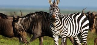 9 Days Tanzania Camping Safari