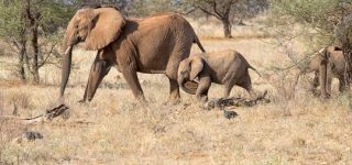 Tourist Activities to do at Meru National Park