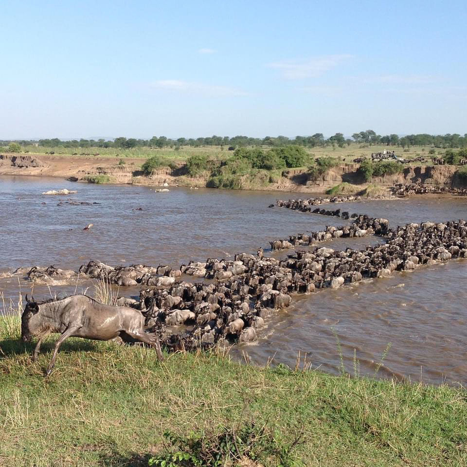 10 Days Serengeti Wildebeest Migration