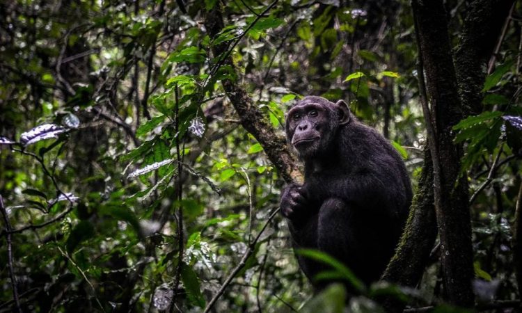 6 Days Explore Rwanda Safari