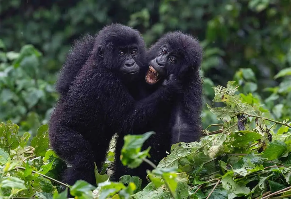 5 Days Rwanda Luxury Tour