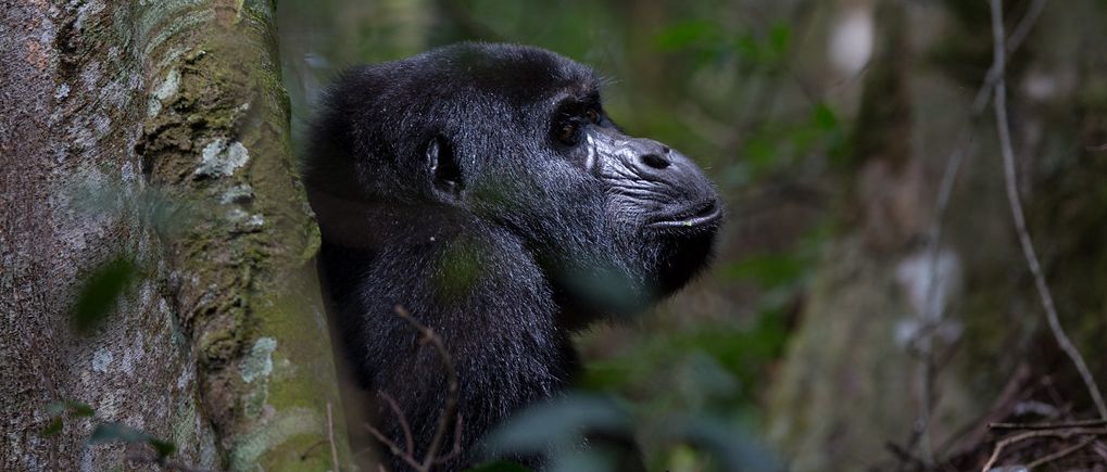 11 Days Bwindi Gorilla, Tanzania Safari and Zanzibar Holiday