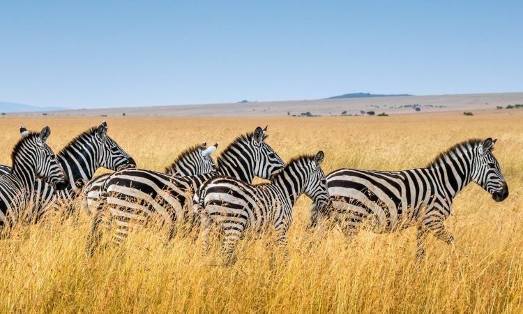 4 Days Nyerere and Mikumi Safari