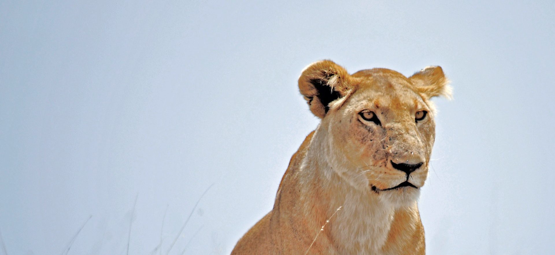 4 Days Tanzania Safari