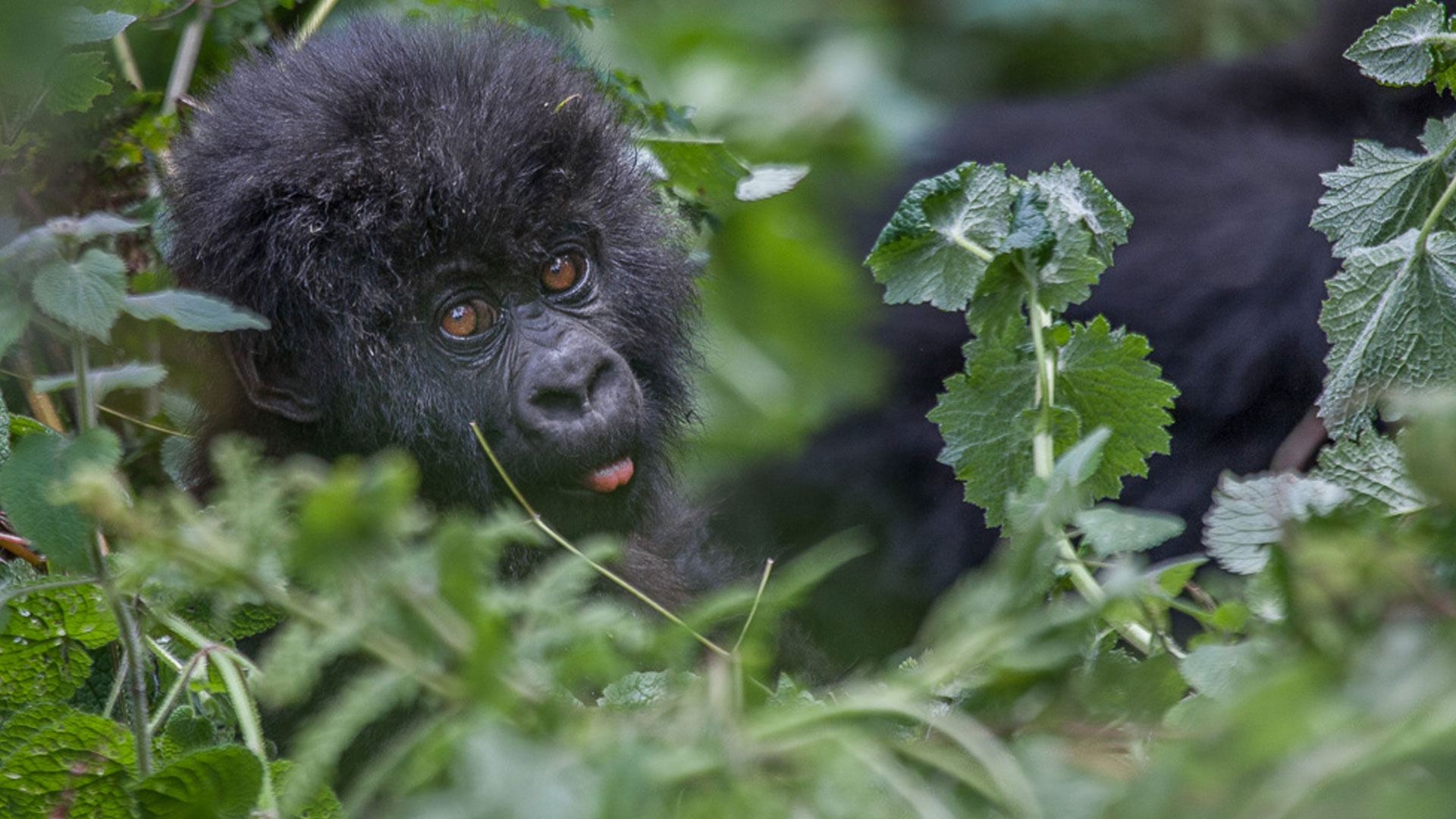 10 Days Discover Rwanda Safari