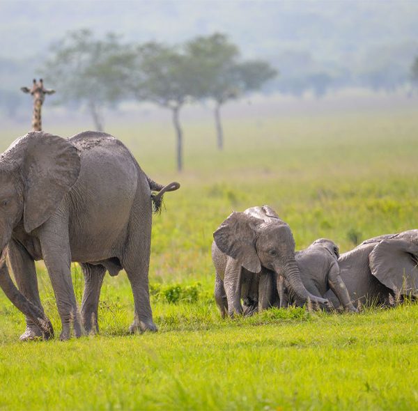 Elephants in the conservancy