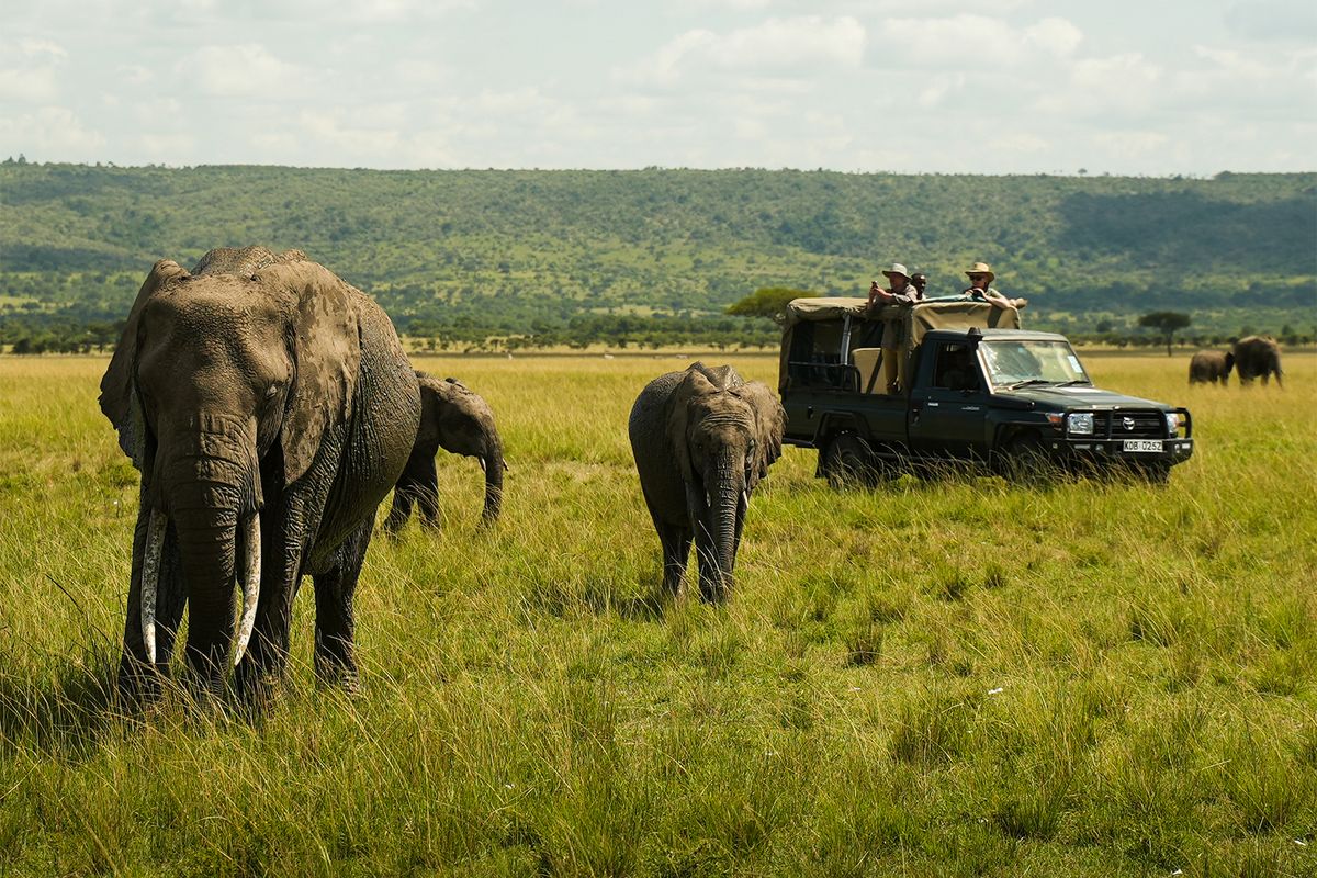 Encounter the African bush elephants on an evening game drive in Masai Mara