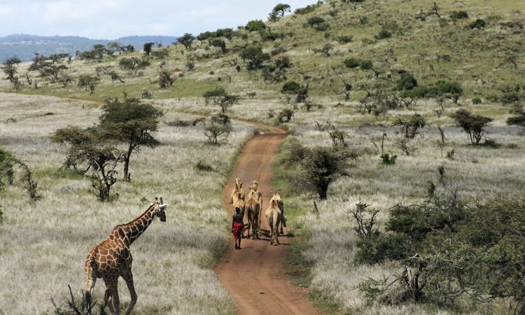 Walking safari in the Laikipia Plateau