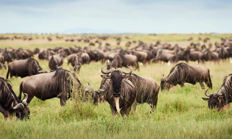 Herds of wildebeest seen during the migration safari