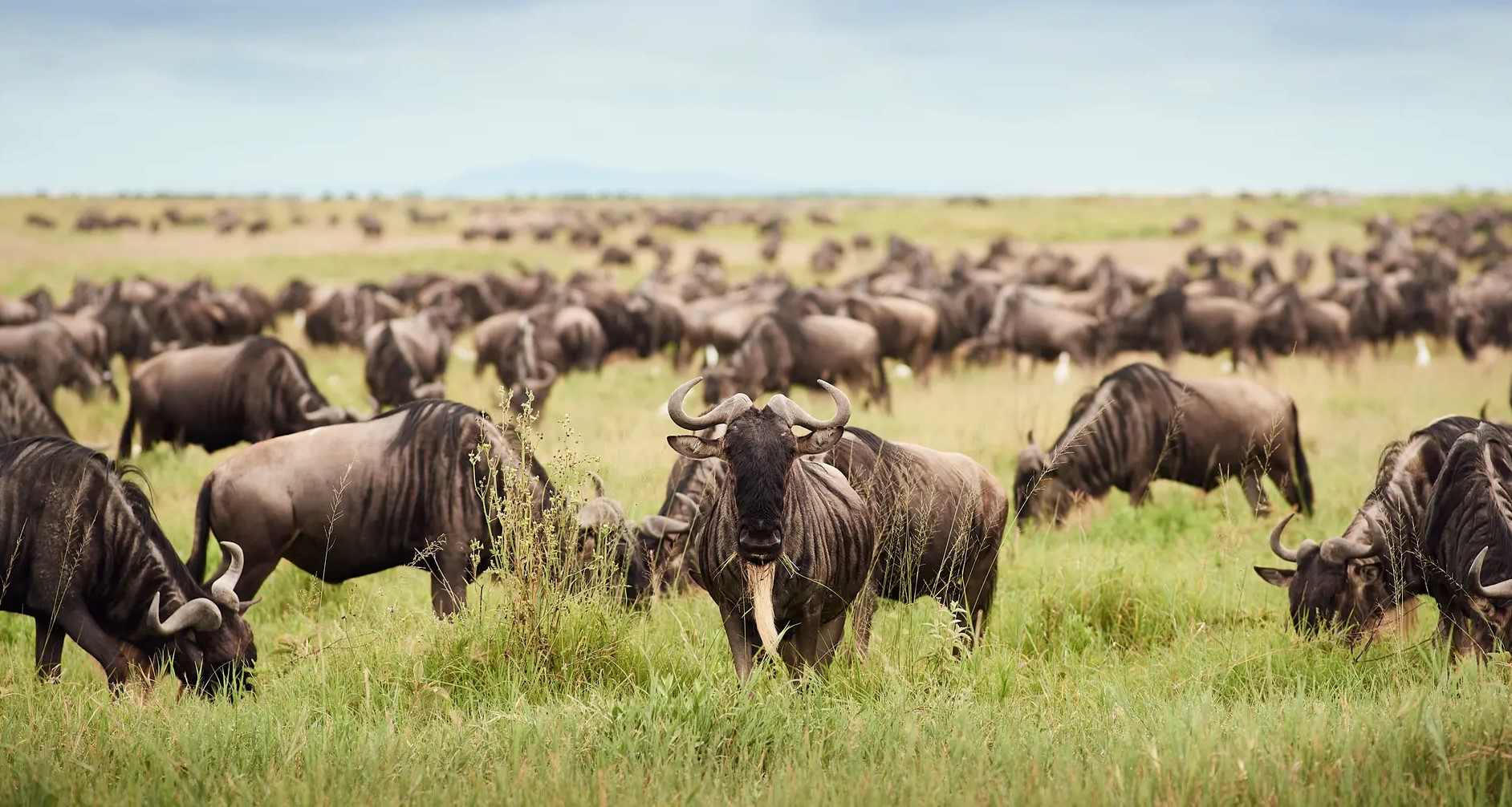 Herds of wildebeest seen during the migration safari
